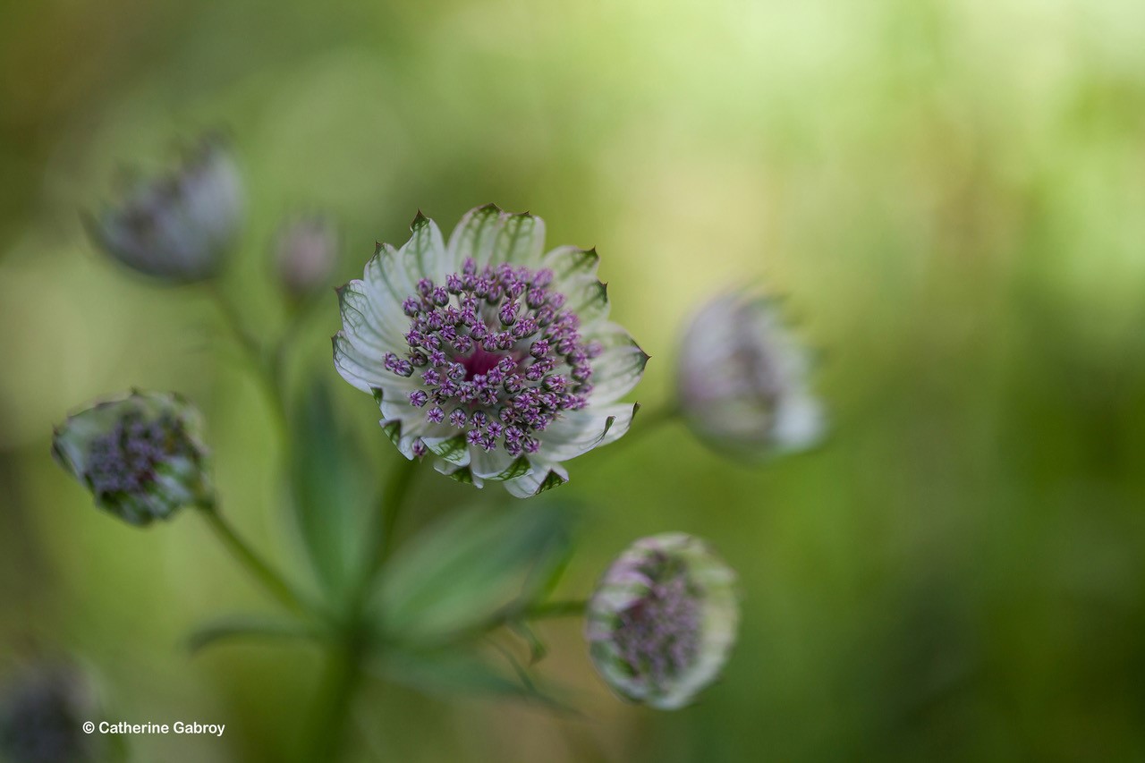 Photo de fleur grande Astrance